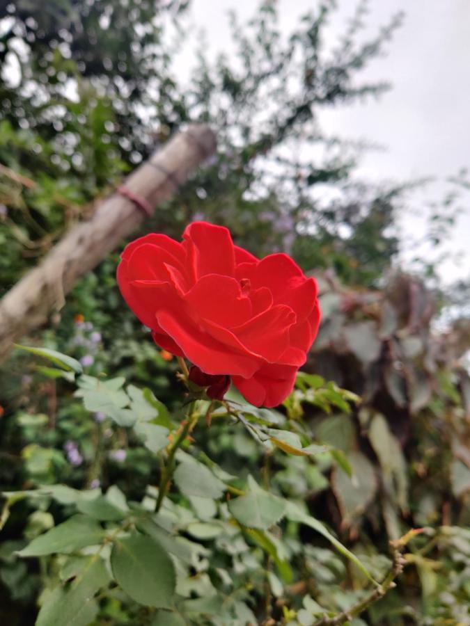 Westernghats Homestay Madikeri Exterior foto